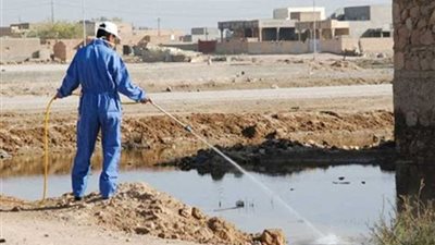 زراعة المنيا تبدأ حملة لمكافحة القوارض