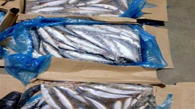 بالصور.. ضبط 55 طن سمك وكبدة فاسدة بثلاجة في العبور