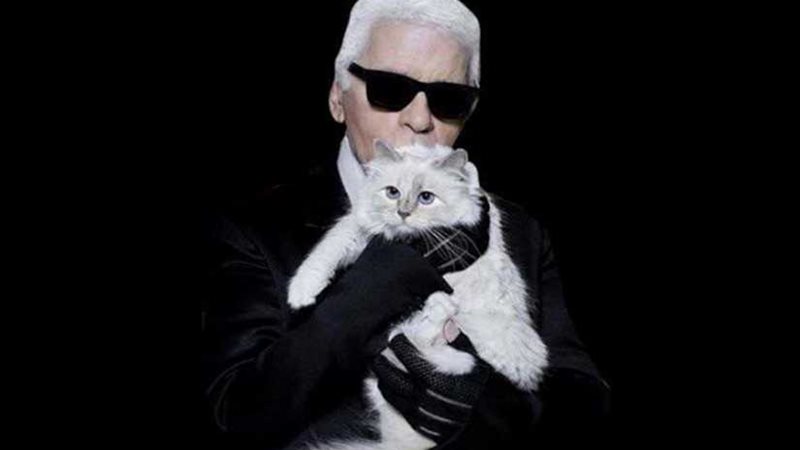 قطة مصمم الأزياء