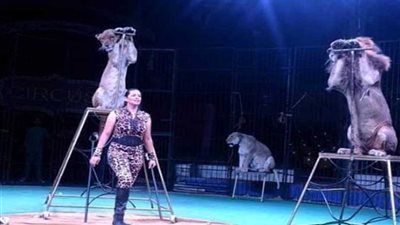 فقرات فنية استعراضية وأسود ببرنامج السيرك القومي بالعجوزة