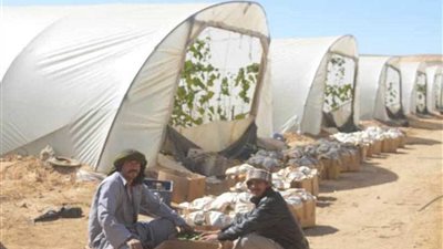 طرح منتجات الصوب الزراعية بأسيوط من خلال سيارات متنقلة بأسعار مخفضة..(صور)