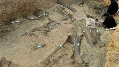 اكتشاف حيوان من زواحف ما قبل التاريخ وسط الصين