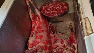 محافظ أسيوط: 376 قضية تموينية و843 كيلو لحوم ودواجن غير صالحة