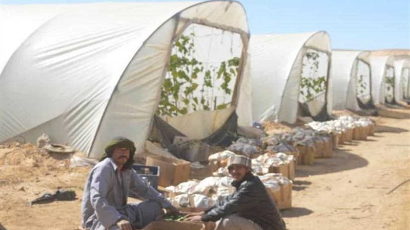 طرح منتجات الصوب