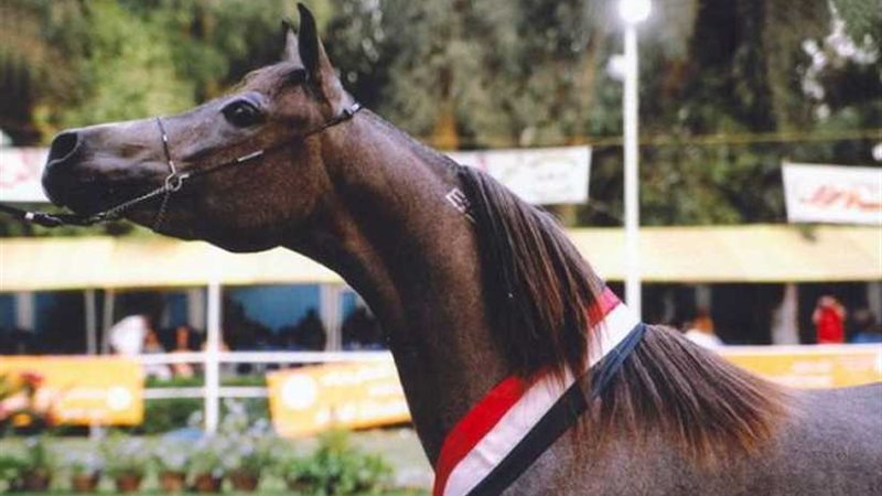 بعد توقف 8 سنوات..