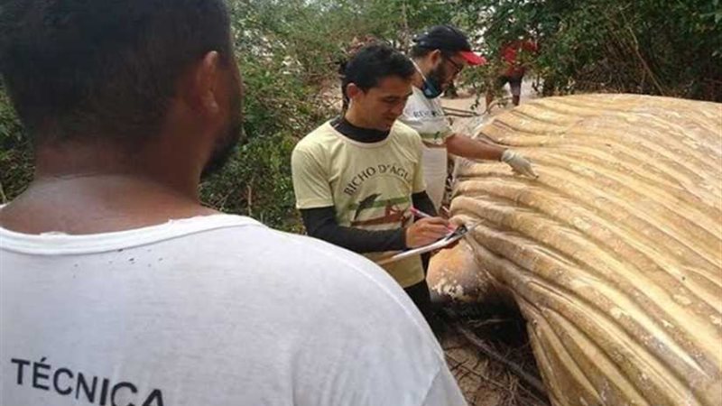 النسور تكشف نفوق