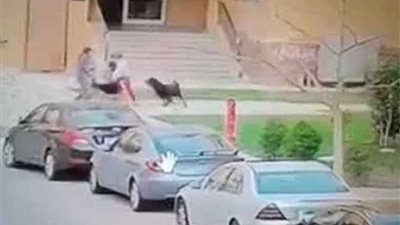 قرار نادر للنيابة العامة.. أمرت بضبط كلبين والحجر ١٥ يومًا