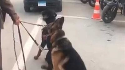 ضبط كلبي التجمع وإيداعهما الحجر البيطري