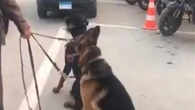 ضبط كلبي التجمع وإيداعهما