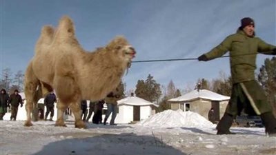 مذبحة الجمال.. تحدث مرة واحدة كل 300 سنة (صور)