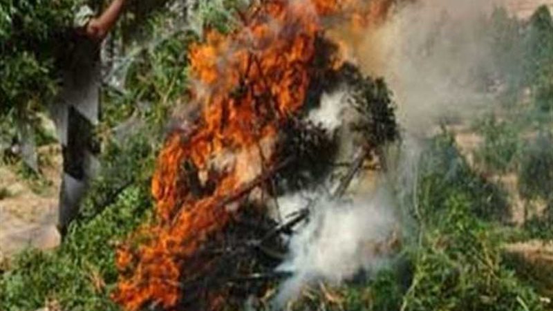 إبادة 223 فدان مخدرات