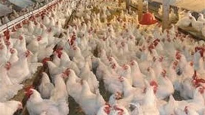 الغرف التجارية تطالب باتخاذ إجراءات لحماية مربي الدواجن من فيروس 