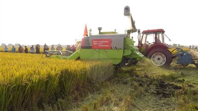 باحثة بالقومي للبحوث تحذر من الاستمرار في الزراعة المصنعة