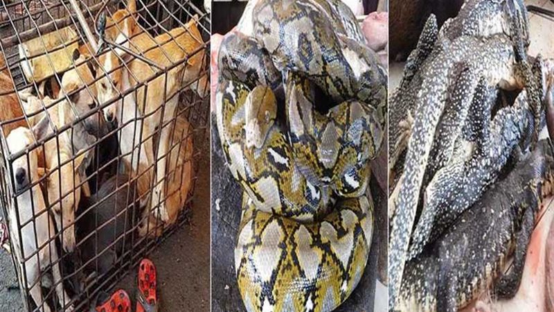 200 سوق للحوم الكلاب