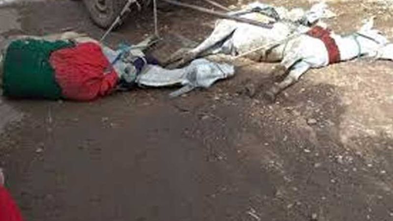 عمود إنارة يصعق دابتين