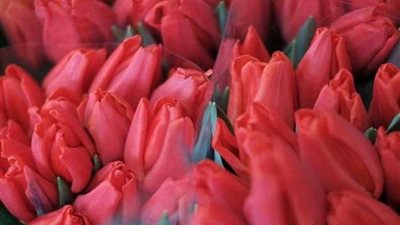 مناسبة للعرفان والاعتراف.. العالم يحتفل بعيد المرأة