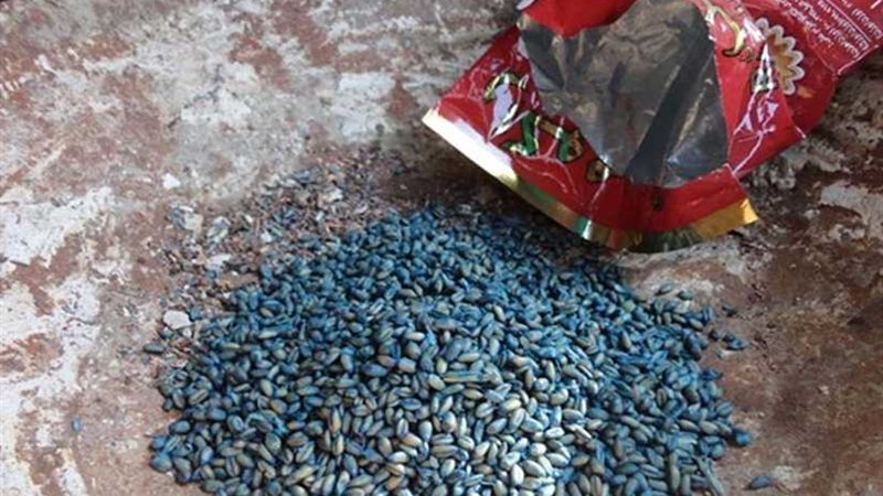 ضبط حبوب حفظ الغلال