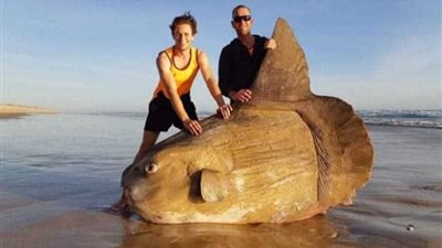 عملاق بحري يظهر على شواطئ أستراليا