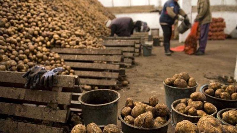 الزراعة.. فتح الأسواق