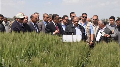 وزير الزراعة: أي رقم هقوله عن إنتاج القمح يبقى مجرد تخمينات