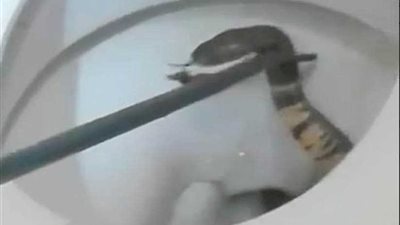 قاتل في بيت الراحة.. (فيديو)