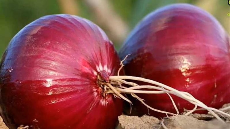 دراسة: نصف بصلة يوميًا