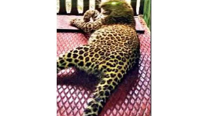 نمر يلتهم طفلة عمرها