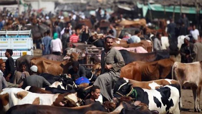 التبن أزمة غذاء المواشي