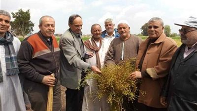 بدء موسم حصاد محصول الكتان بالغربية