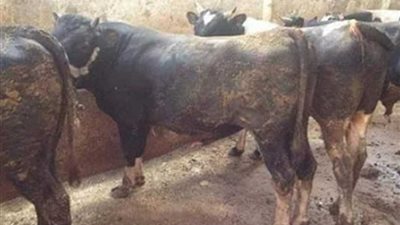 بيطري البحيرة: تحصين 43 ألف رأس ماشية ضد الجلد العقدي