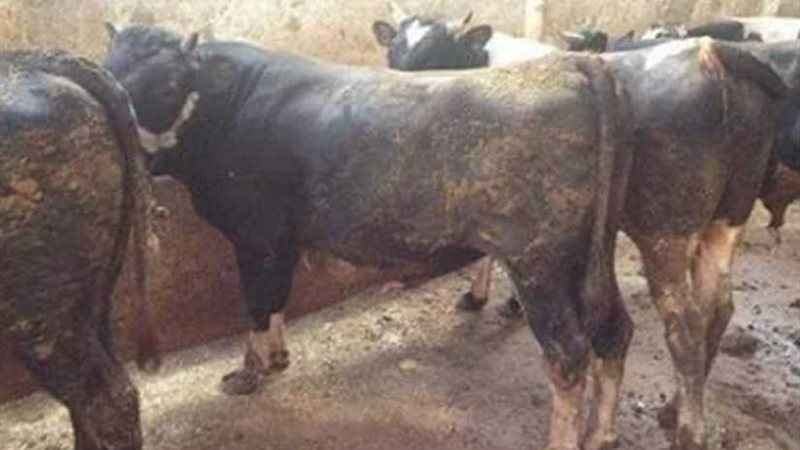 بيطري البحيرة: تحصين