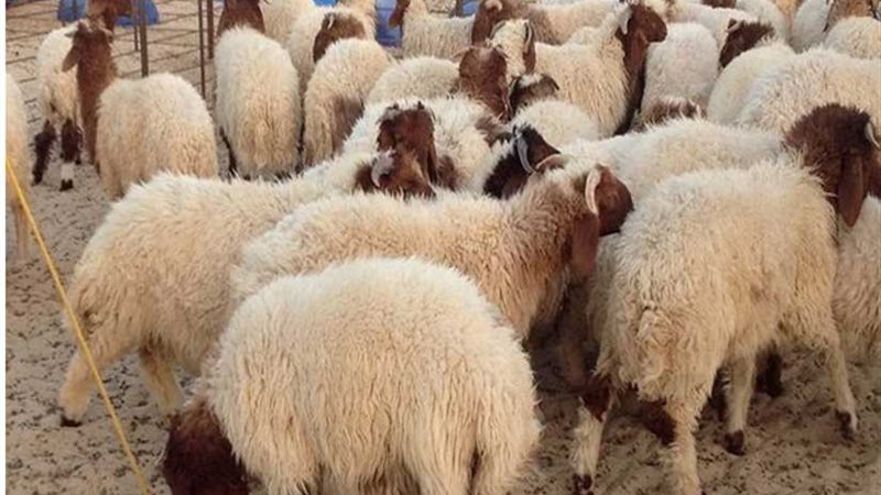 الانتهاء من الحملة