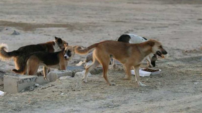 كلب يعقر 9 أشخاص