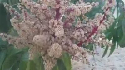 زراعة الإسماعيلية تحذر من فطر 