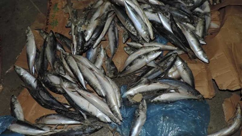 ضبط 30 طن سمك فاسد