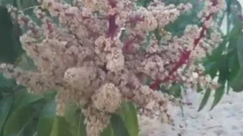 زراعة الإسماعيلية