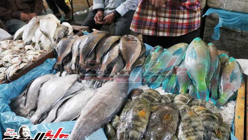 أسعار الجملة للأسماك