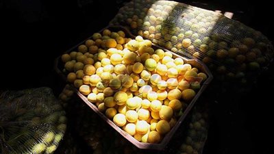 أسعار الفاكهة اليوم من بورصة سوق العبور