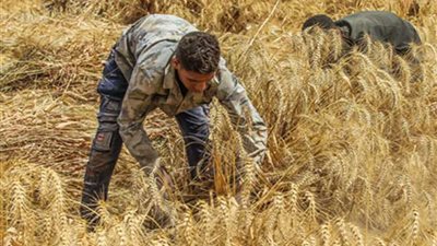 2.1 مليون طن توقعات حصاد وتوريد 118 ألف فدان قمح ببني سويف