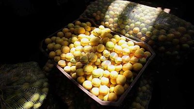 أسعار الفاكهة اليوم من سوق العبور