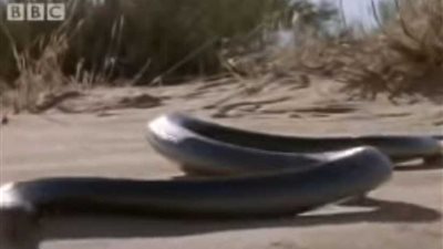 أكاذيب وحقائق.. حقيقة فيديو أطول ثعبان بصحراء السعودية