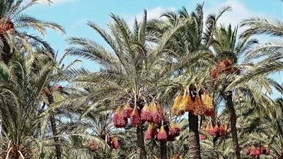 انطلاق حملة مكافحة سوسة النخيل بالواحات البحرية