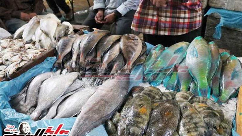 أسعار الأسماك اليوم
