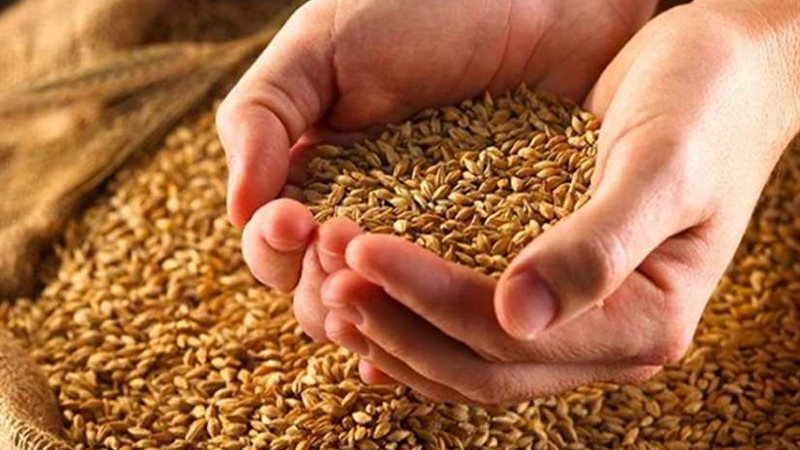 صوامع بني سويف تتسلم