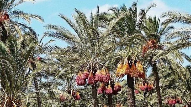 انطلاق حملة مكافحة