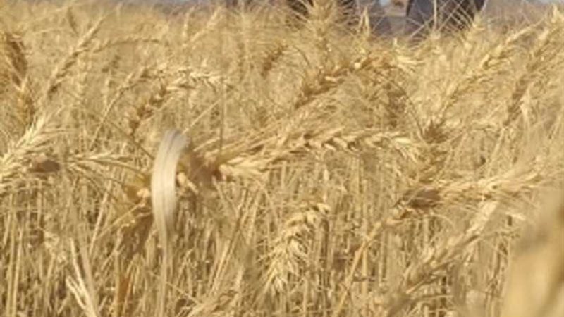 بدء توريد القمح لشون