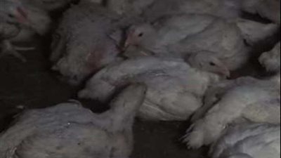 بالفيديو.. حشرات ودجاج مريض ونافق بمزرعة 