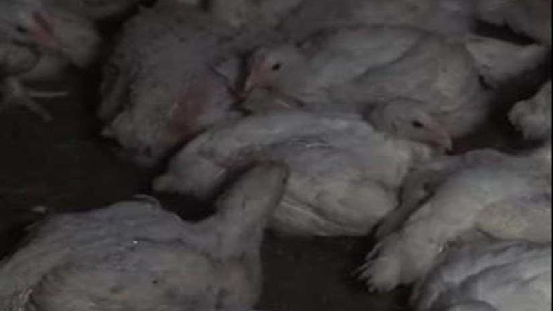 بالفيديو.. حشرات