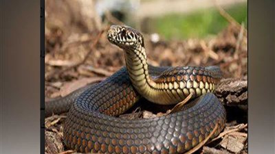 الأفاعى تجبر رئيس جمهورية على ترك مكتبه