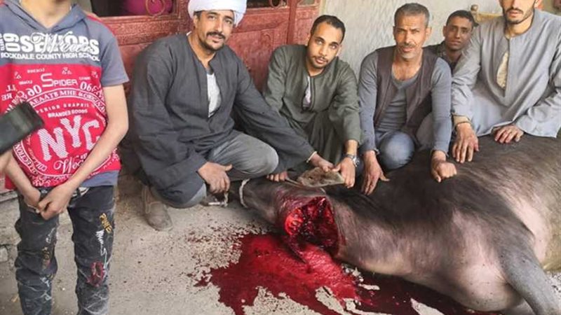مواطن يذبح عجلاً